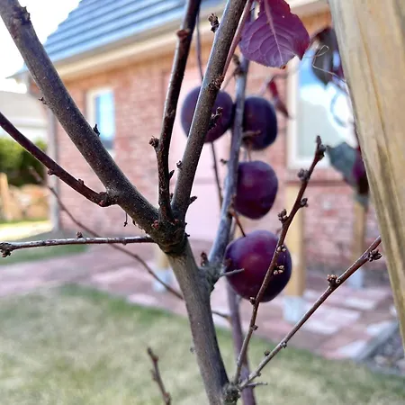 Haus Duenenrose App 1 Mit Terrasse * 베스터란트